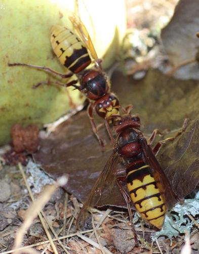 Vespa crabro